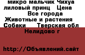 микро мальчик Чихуа лиловый принц › Цена ­ 90 - Все города Животные и растения » Собаки   . Тверская обл.,Нелидово г.